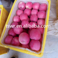 2019 crop fresh red fuji apple hot sale